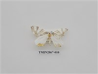 藏品(尺蛾592.1)的圖片